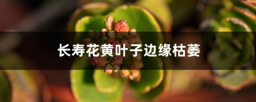 长寿花黄叶子边缘枯萎什么原因